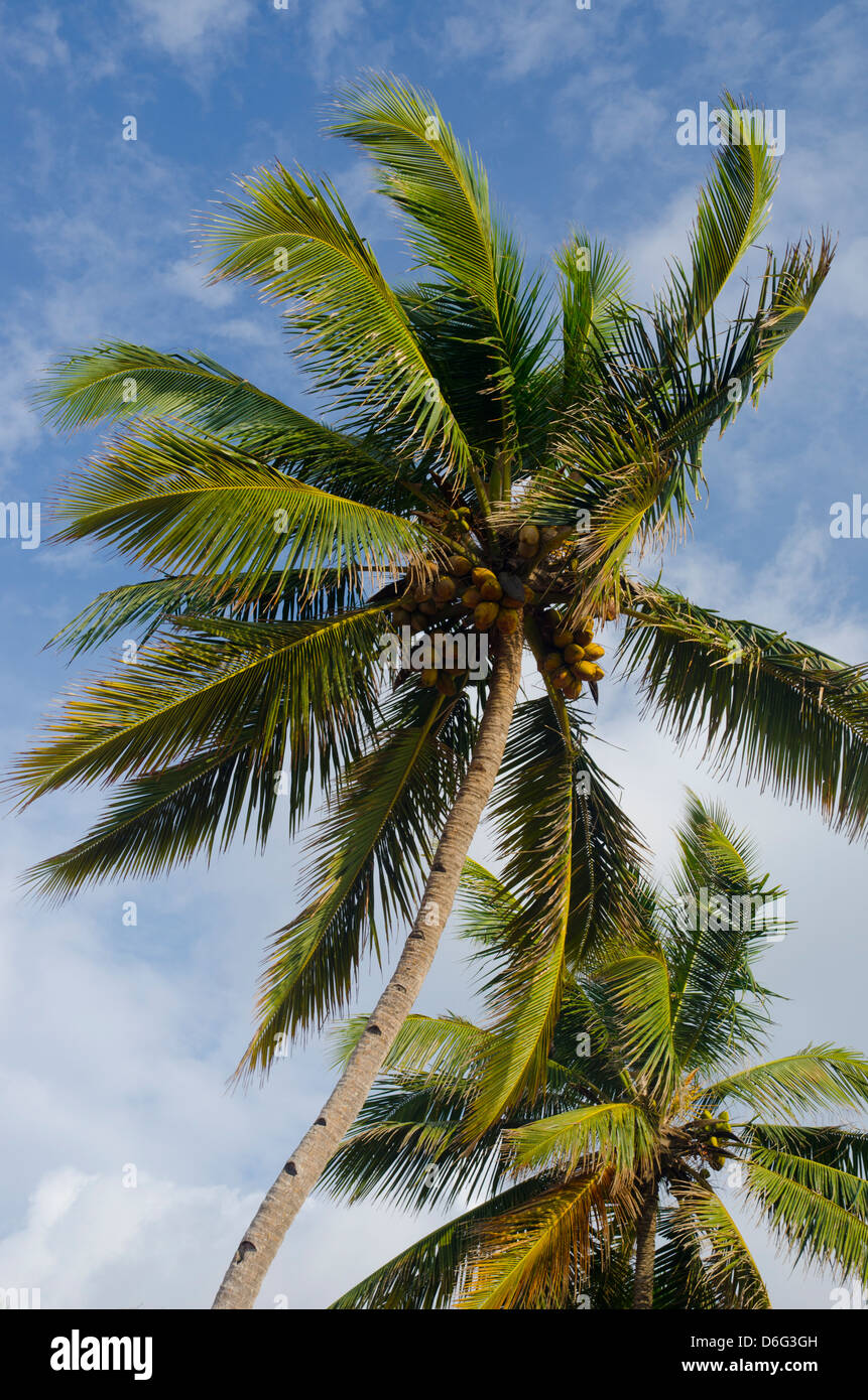 Palm trees in Kovalam, Kerala, South India Stock Photo Alamy
