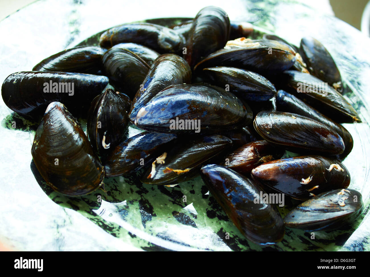 Fresh live Scottish Mussels Stock Photo