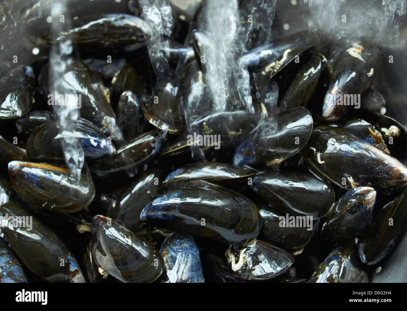Scottish Mussels being washed Stock Photo