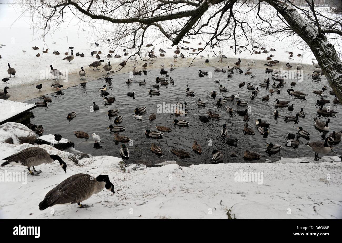 Geese, gulls, ducks and rails cluster around a patch of unfrozen water in Kiel, Germany, 10 February 2012. The long-lasting cold and snow is making it increasingly difficult for animals to find food. Photo: Carsten Rehder Stock Photo