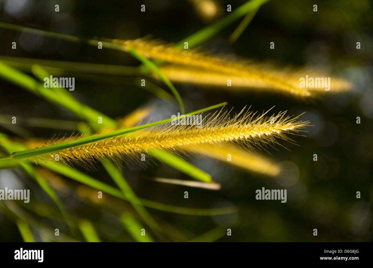Weed grass hi-res stock photography and images - Alamy