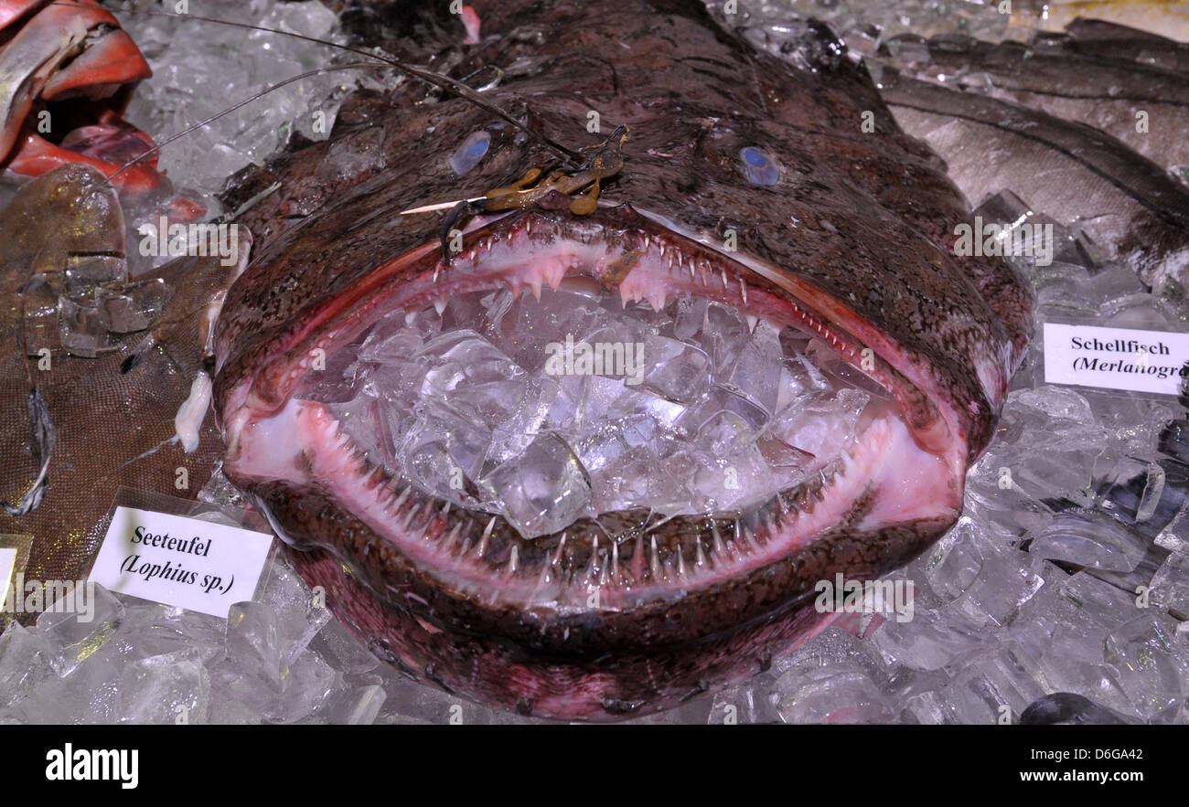 A monk fish is set up at a stand of the 'fish international trade fair in Bremen, Germany, 13 February 2012. 'Fish international' is the only German trade and catering fair for fish and seafood. Photo: Carmen Jaspersen Stock Photo
