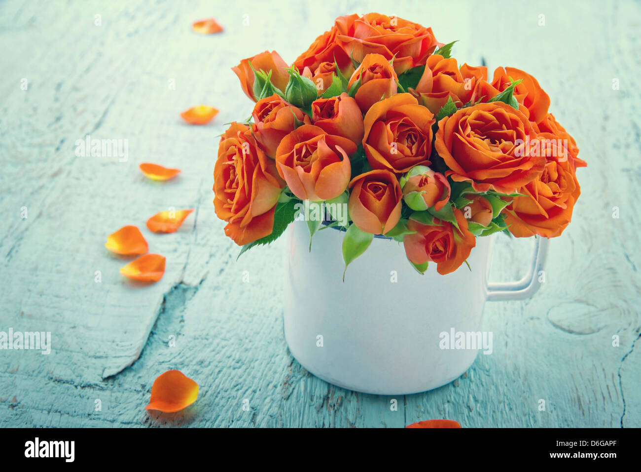 Vintage edited orange roses in a white cup on blue shabby chic wooden background Stock Photo
