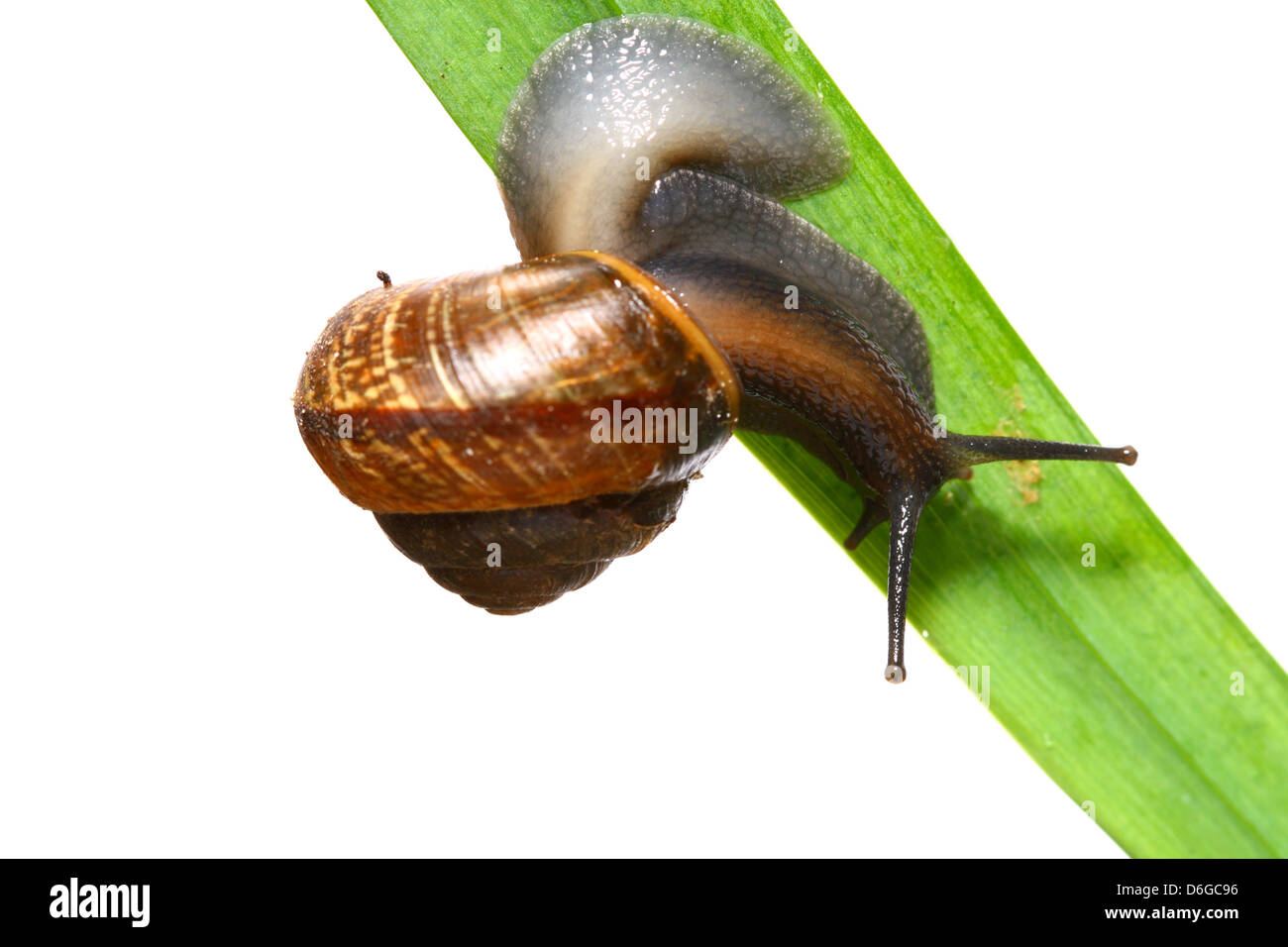 little shell macro close up isolated on white Stock Photo - Alamy