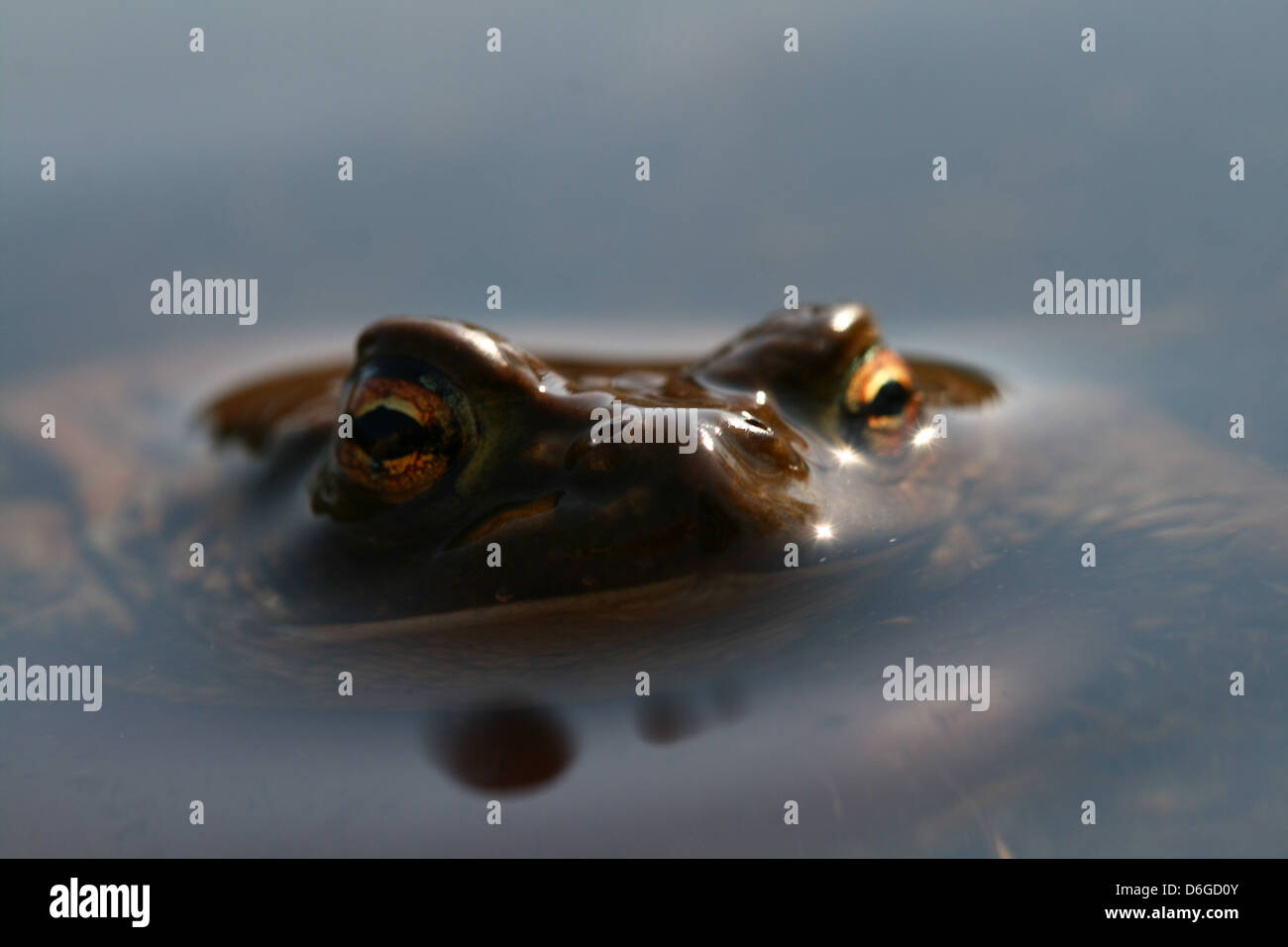 brown funny toad in water Stock Photo