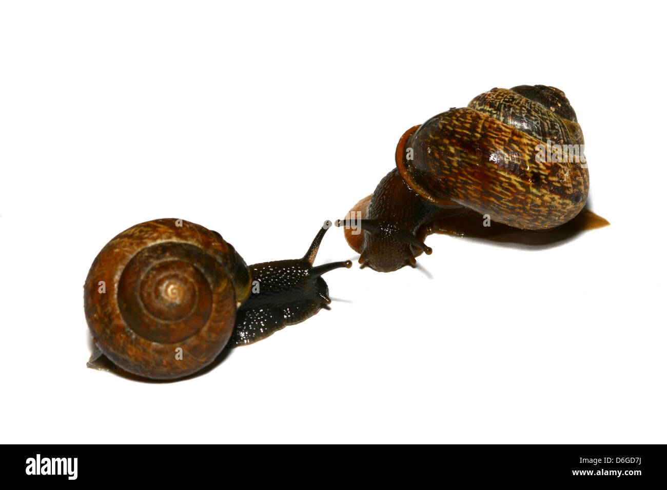 little shell macro close up isolated on white Stock Photo - Alamy