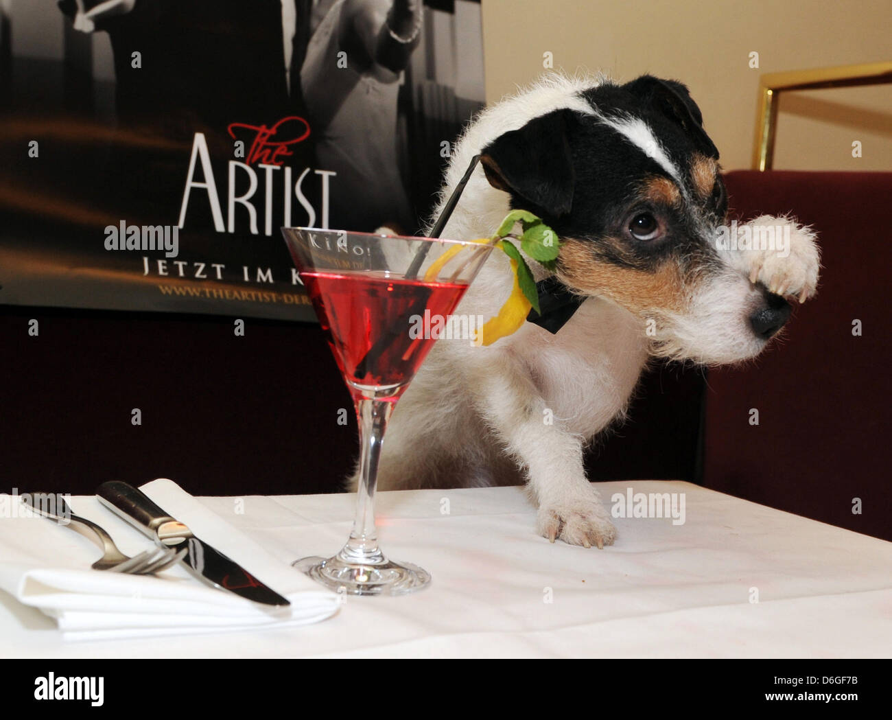 Parson Russell Terrier Archie, the German premiere double of the American dog star Uggy from the movie 'The Artist', sits with a cocktail at a table in Restaurant Borchardt during the Berlin International Film Festival in Berlin, Germany, 16 February 2012. The film is currently in cinemas. Archie's drink is alcohol-free juice made from grenadine juice. Photo: JENS KALAENE Stock Photo