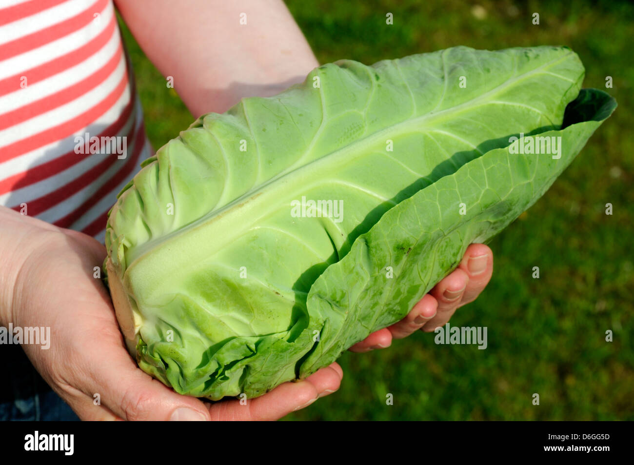 Close-up of woman holding Organic Pointed Cabbage in hands Stock Photo