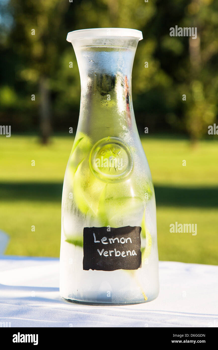 Glass pitcher of lemon verbena water Stock Photo Alamy