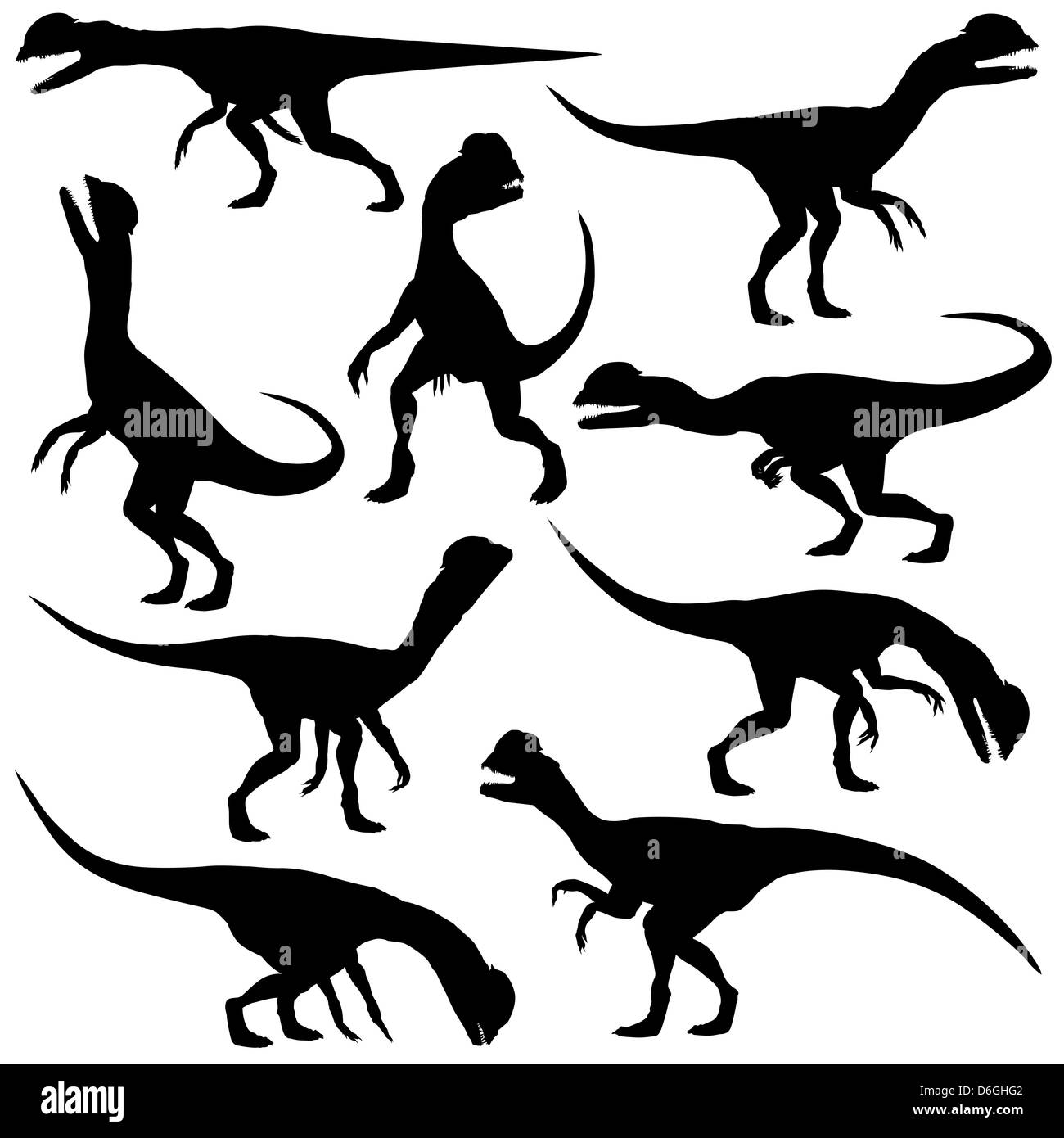 Set of illustrated silhouettes of Dilophosaurus dinosaurs in various poses Stock Photo