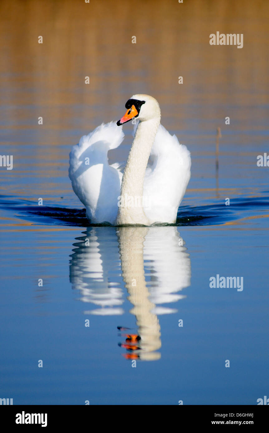 A beautiful serene mute swan with its reflection in the water Stock Photo