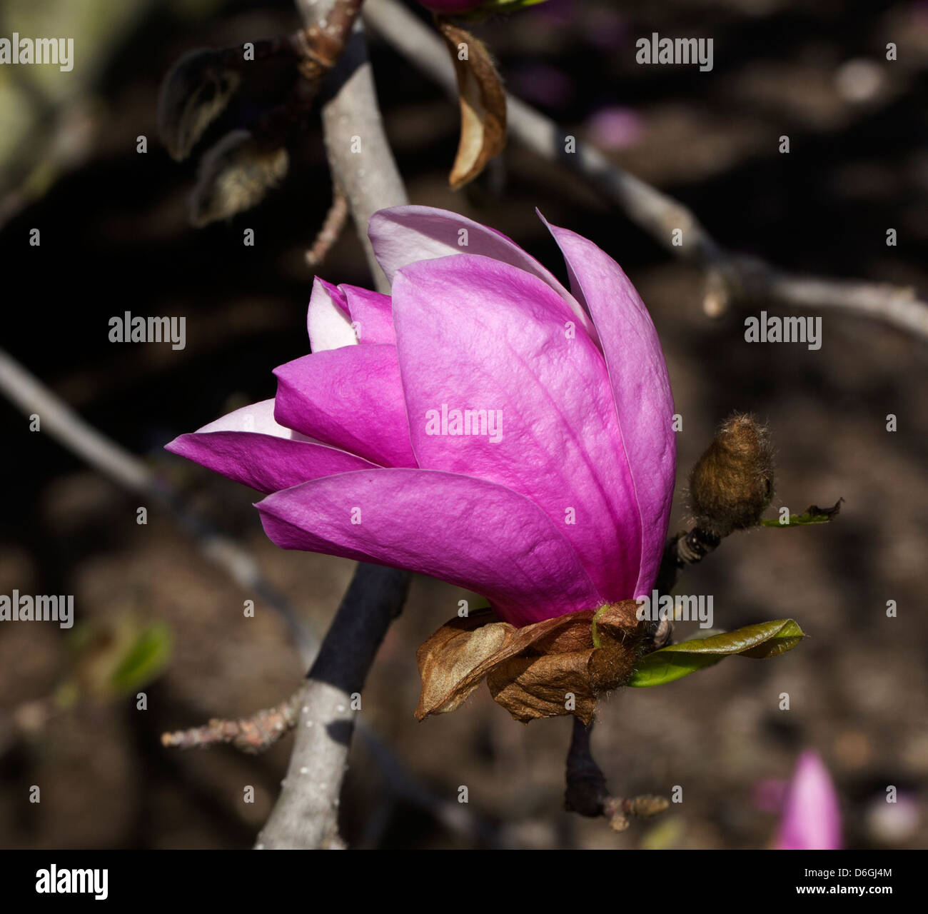 Purple saucer magnolia flower blossom Stock Photo - Alamy
