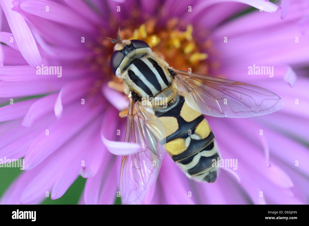 Hover-fly (Helophilus pendulus) Stock Photo