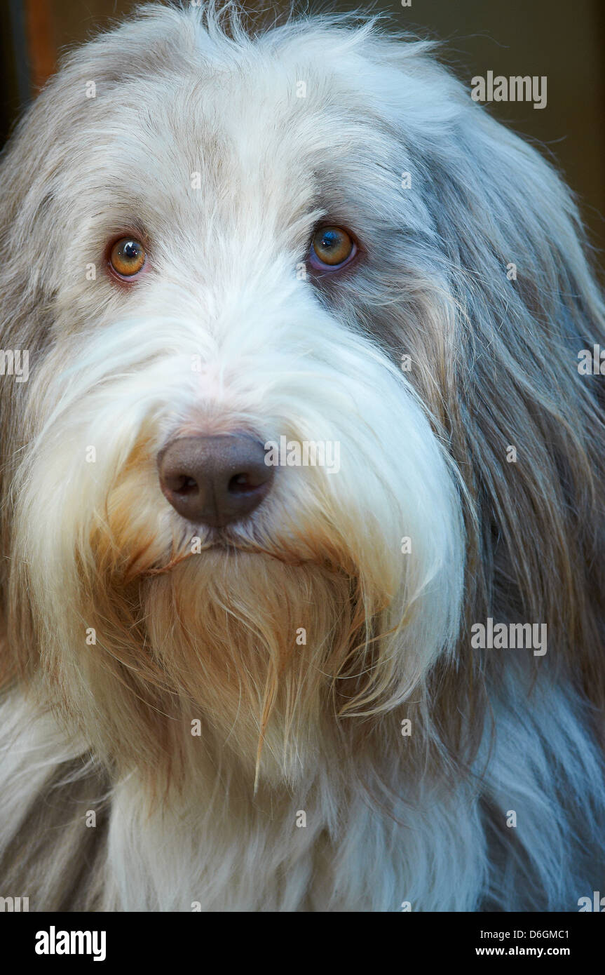 Bearded sheepdog hi-res stock photography and images - Alamy