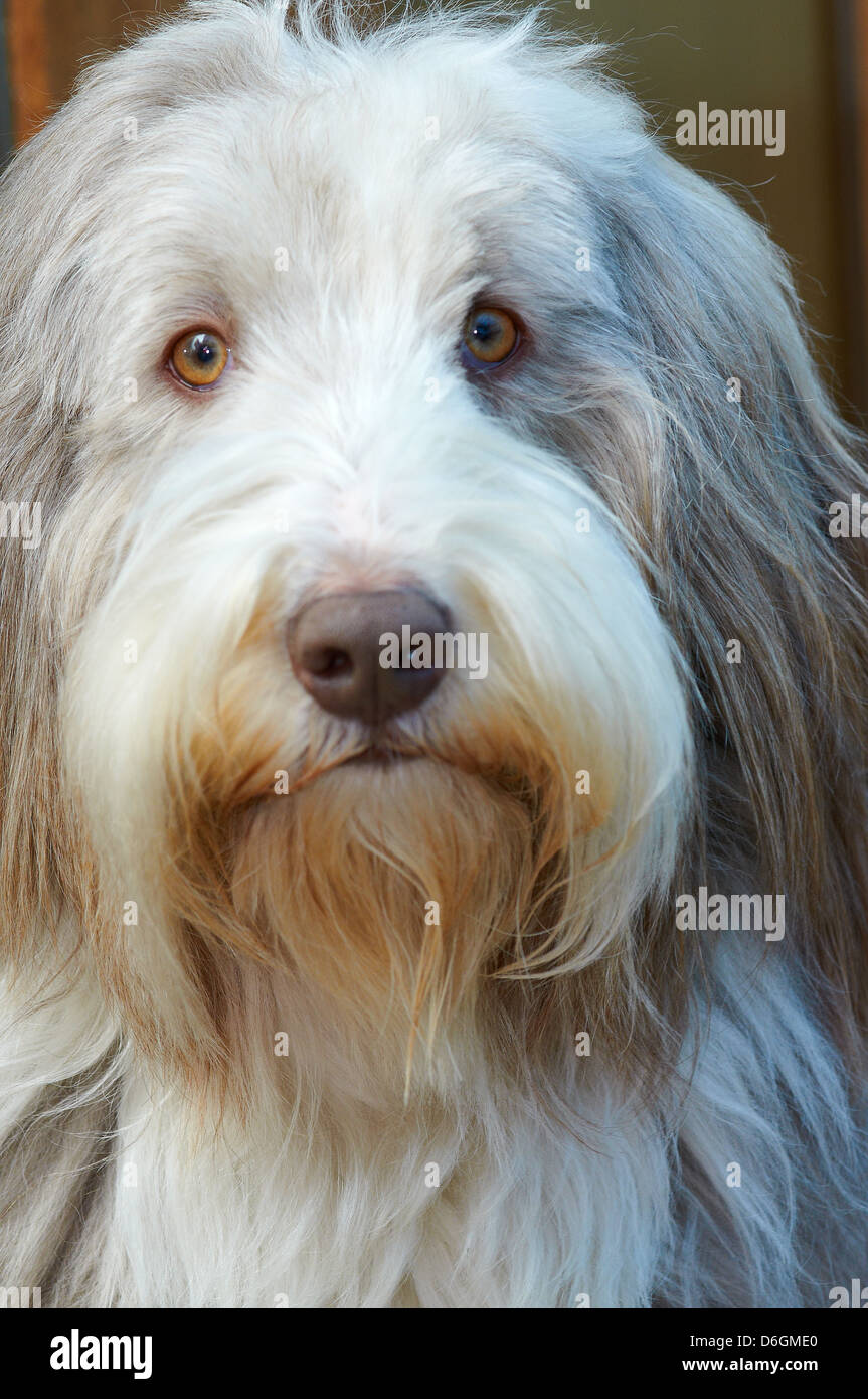 Friendly Mutt Stock Photos Friendly Mutt Stock Images Alamy