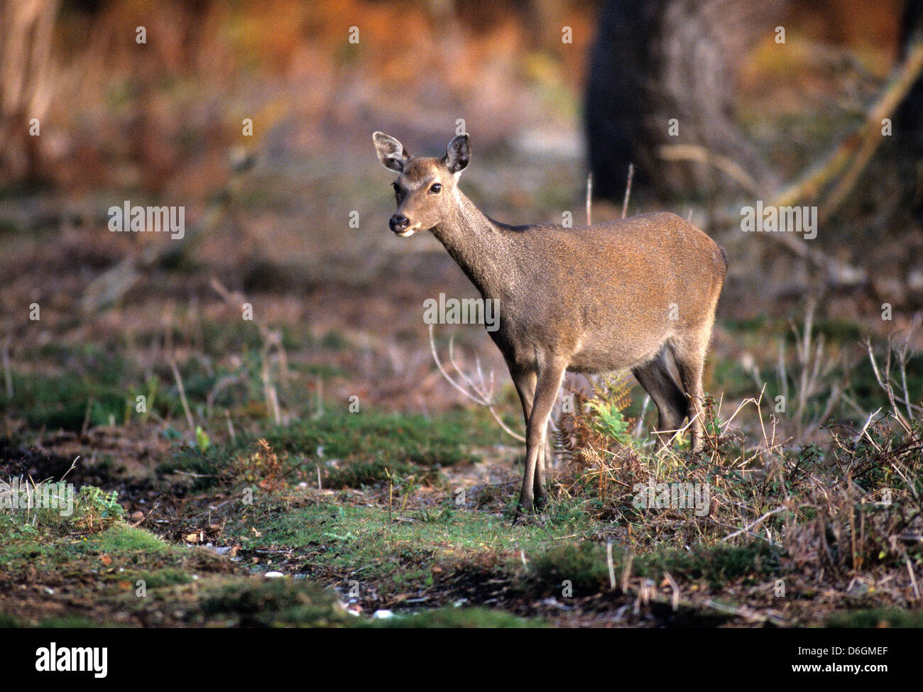 A lone sika deer Stock Photo