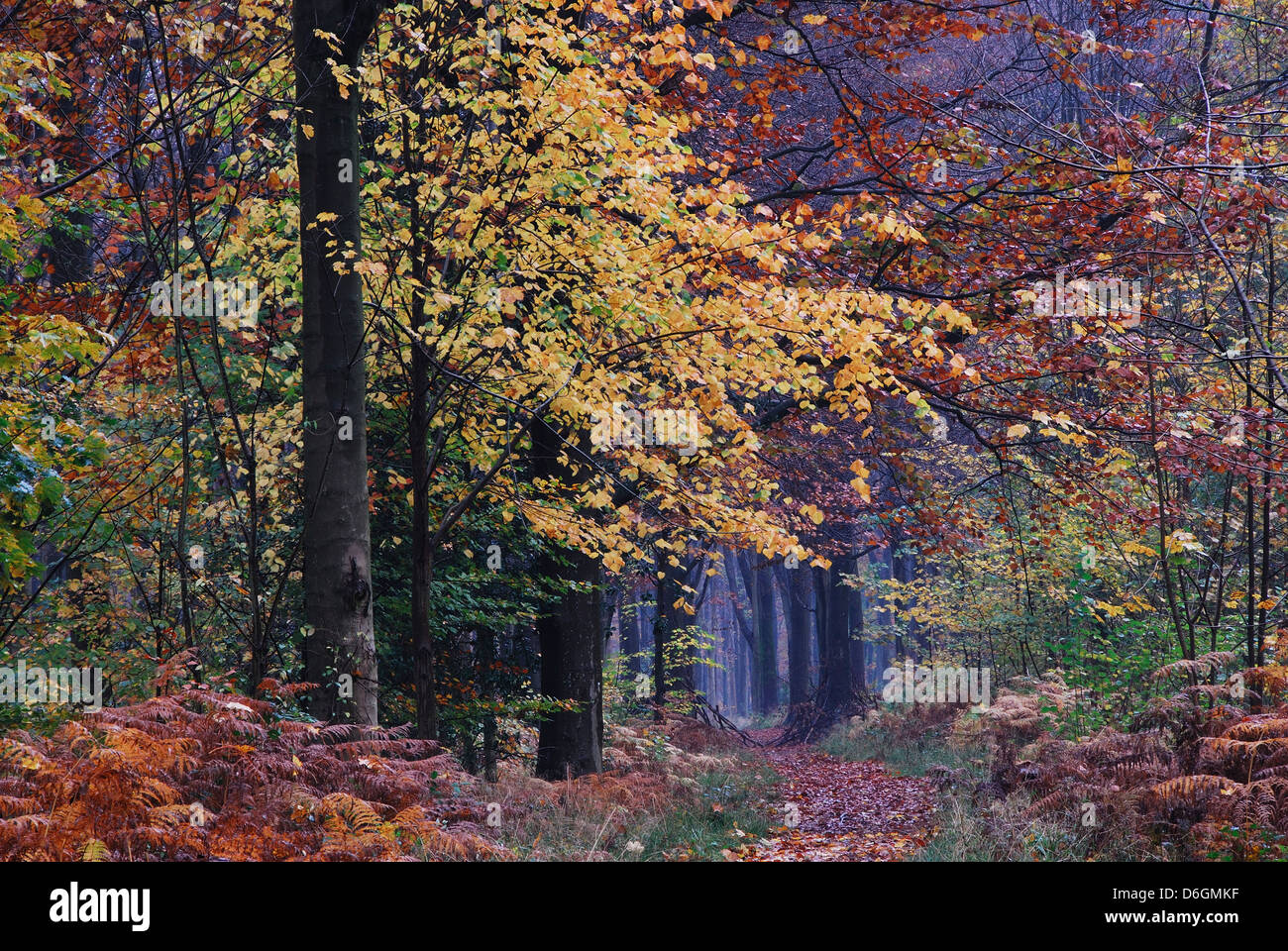 Beech trees at West Woods Wiltshire in the autumn Stock Photo