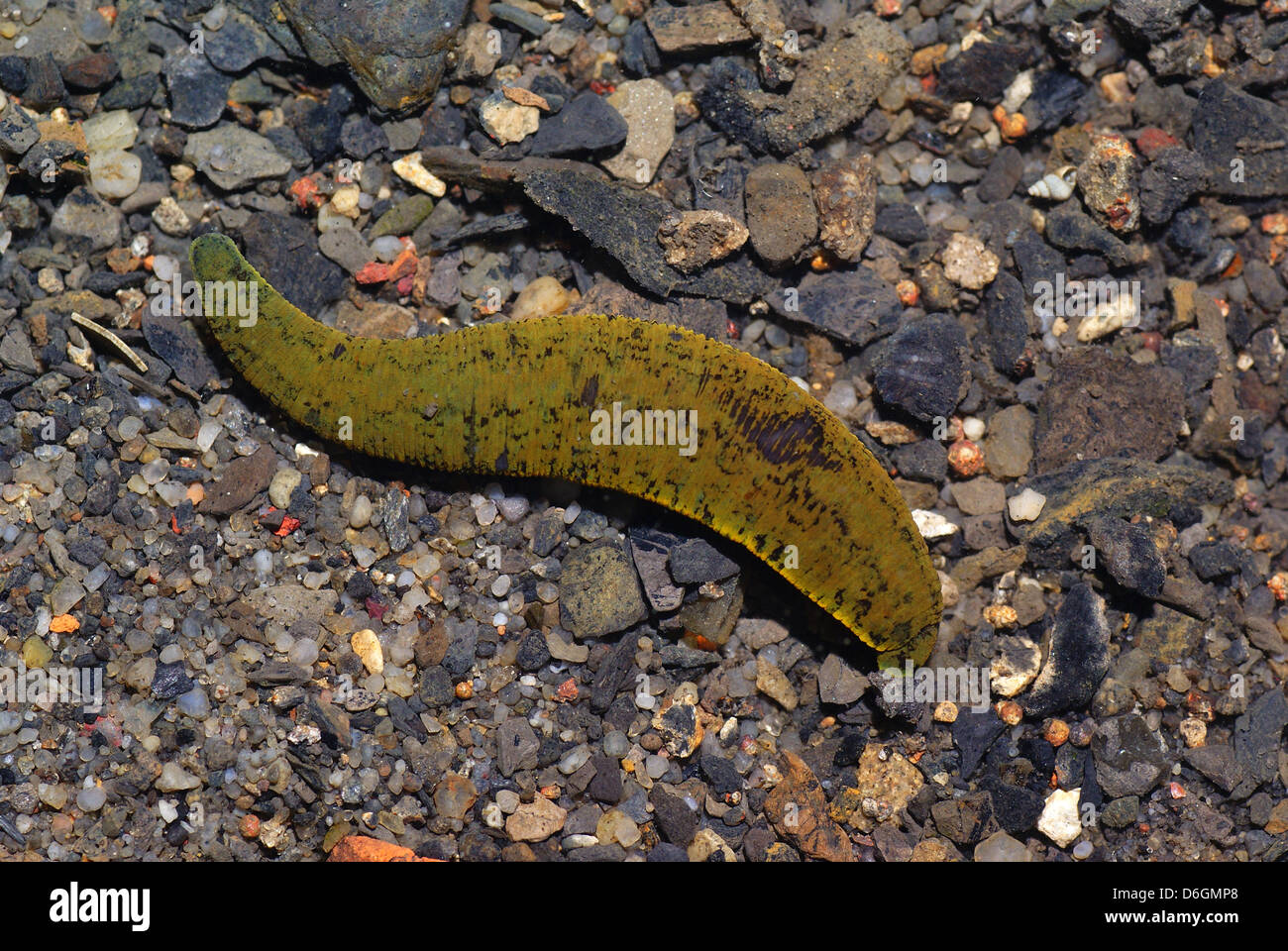 green leech in water on stone background Stock Photo
