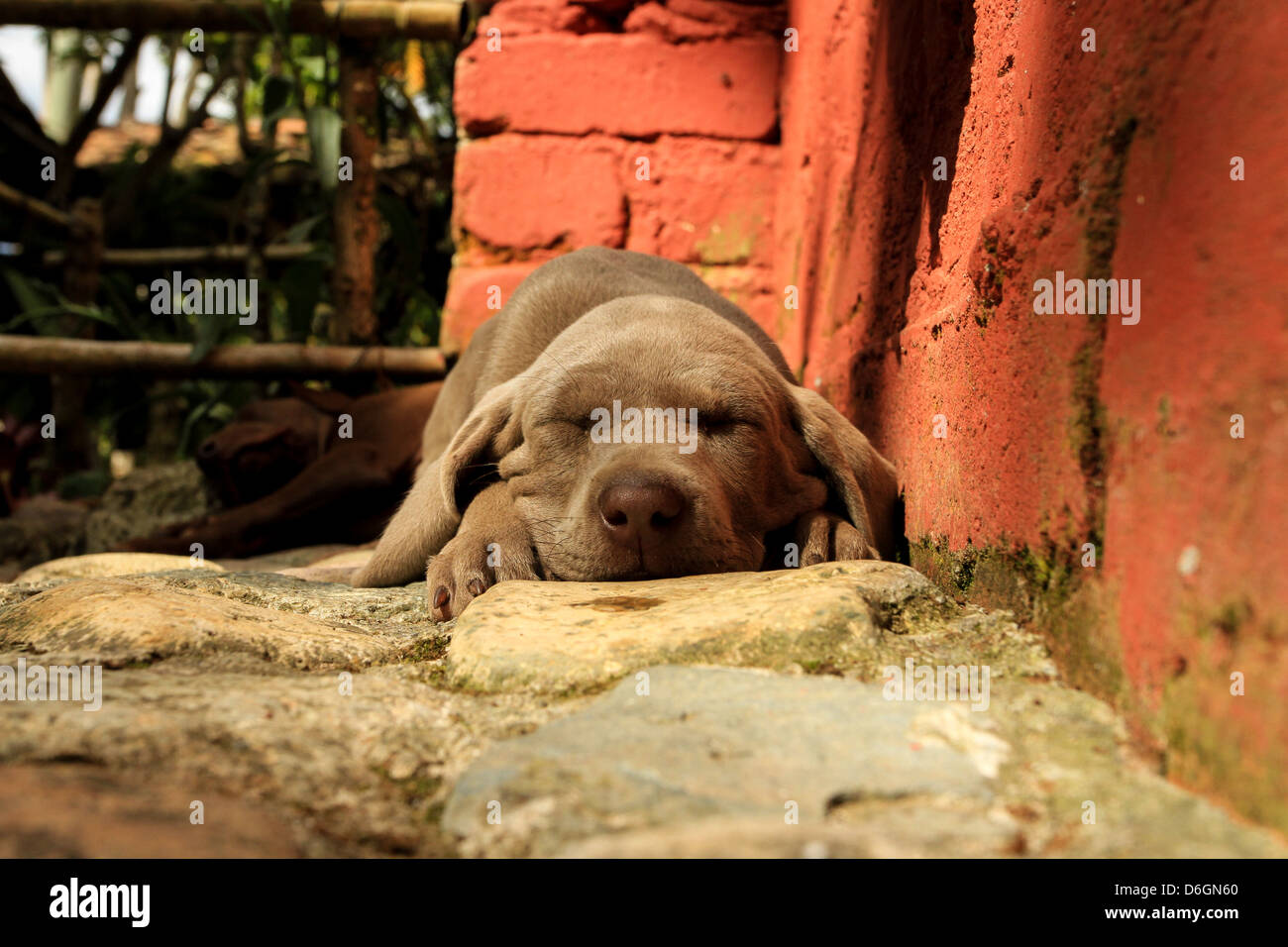 Sleeping weimaraner puppy Stock Photo
