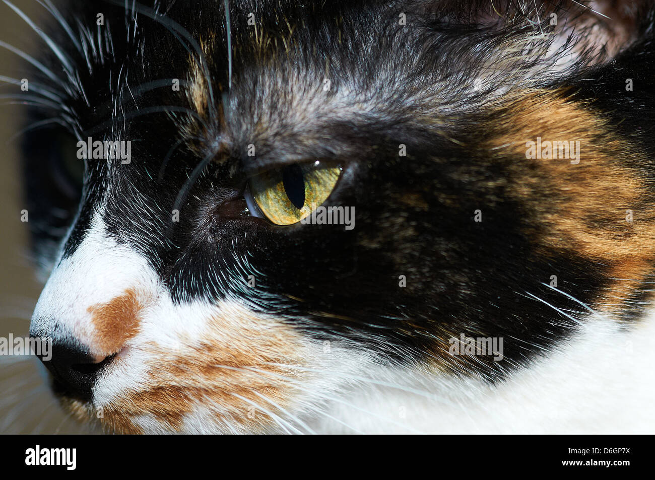 The face of a multicolored feline Stock Photo