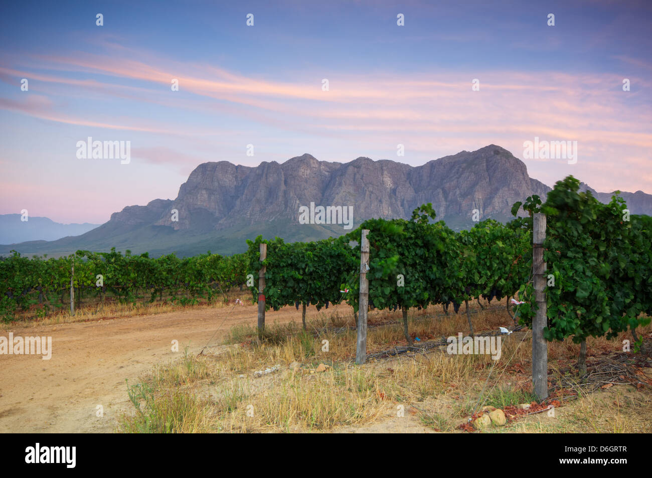 Sunset over a vineyard with Table Mountain in the background, Stellenbosch, Cape Winelands, Western Cape, South Africa Stock Photo