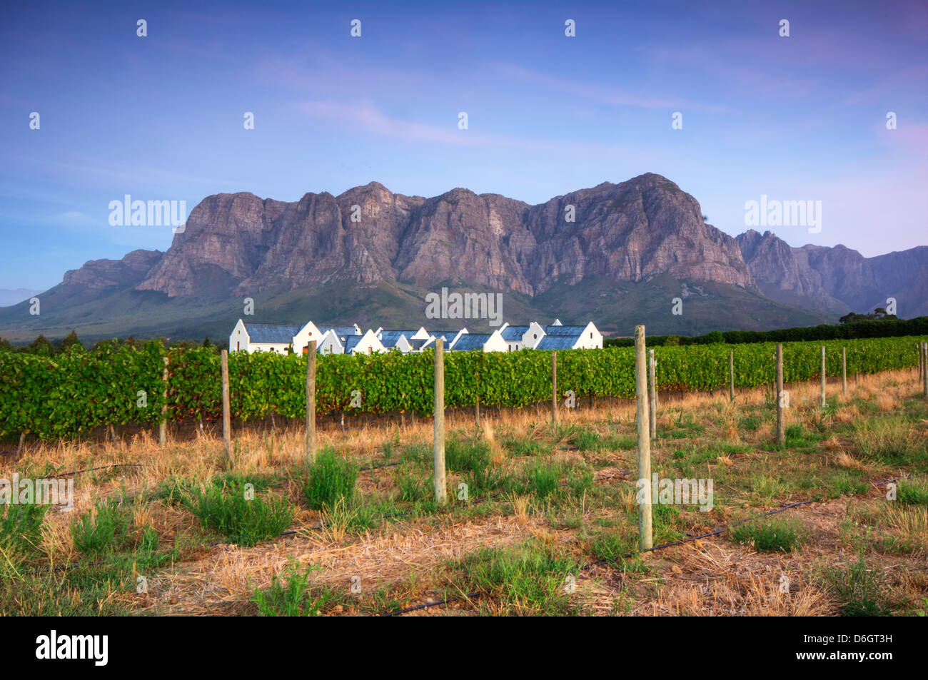 Sunset over a vineyard with Table Mountain in the background