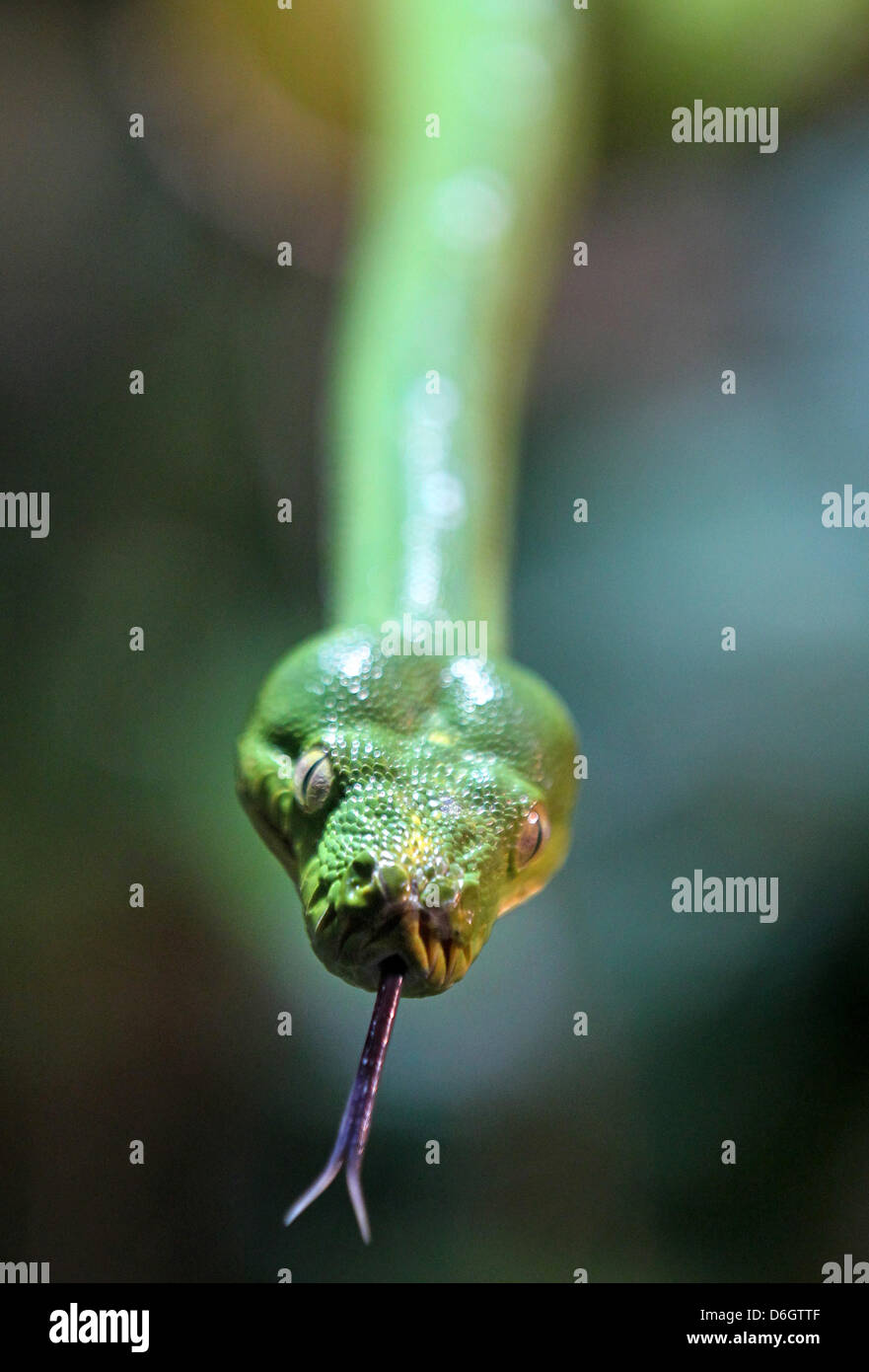 Green tree pythons hi-res stock photography and images - Alamy