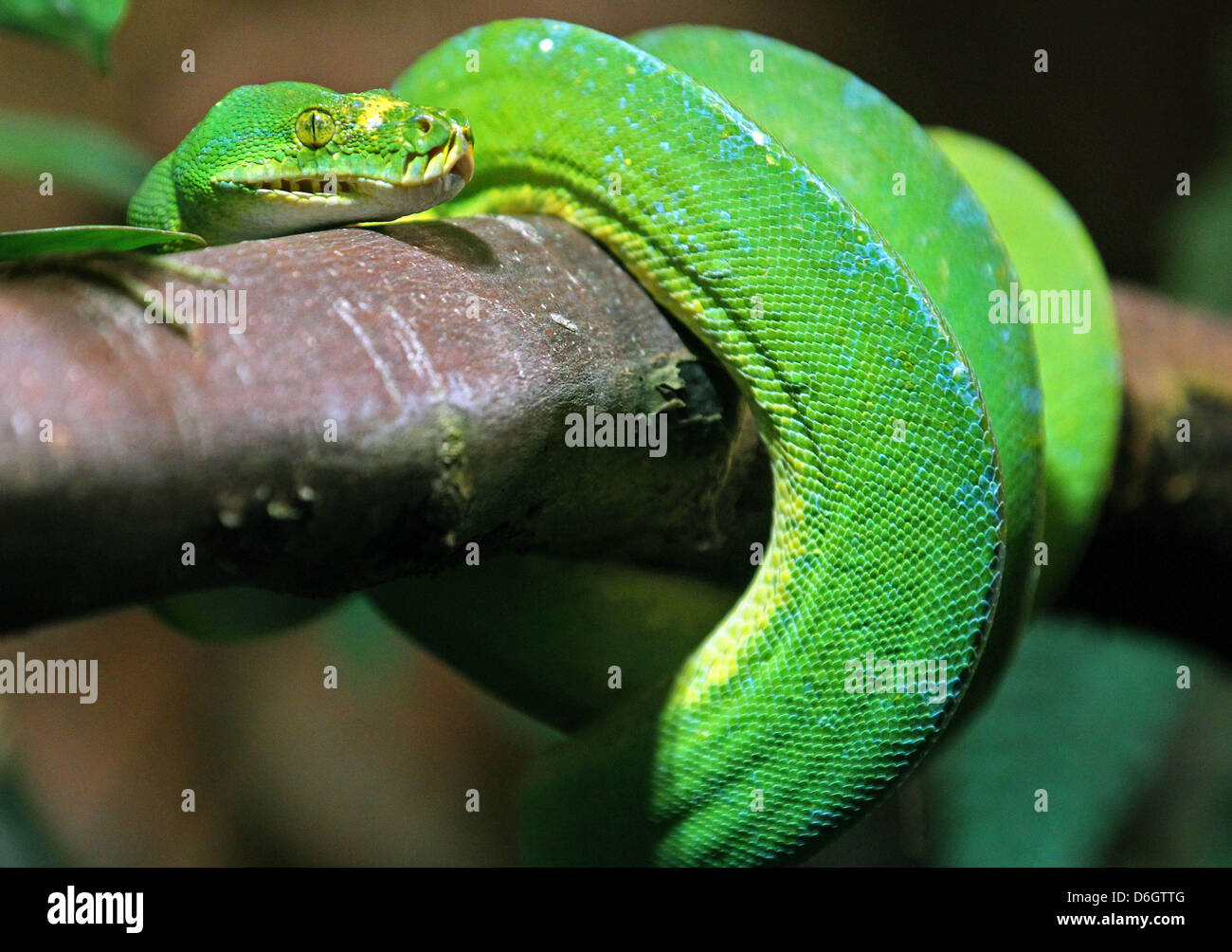 Tree python Jockel explores his new enclosure at the hillside zoo in ...