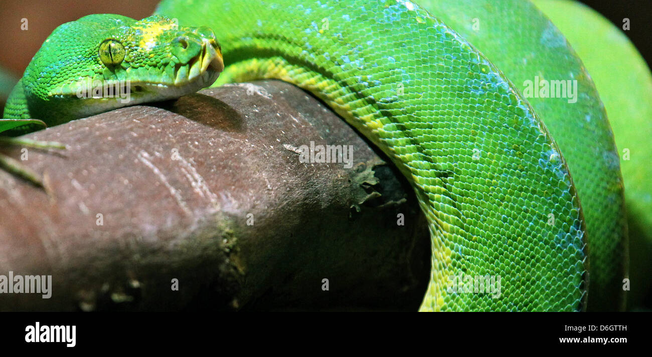 Tree python Jockel explores his new enclosure at the hillside zoo in ...