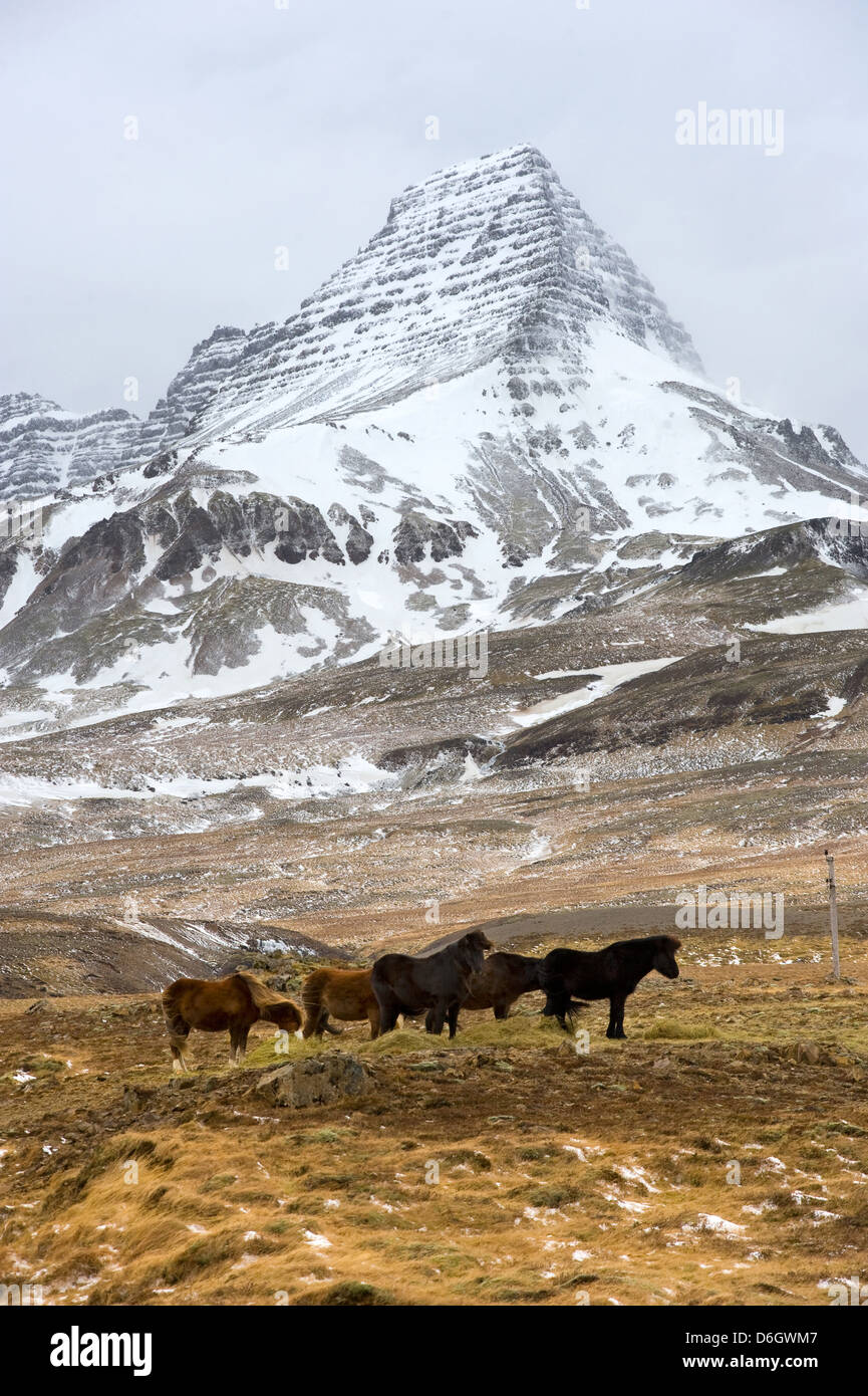 Icelandic horses are standing in a field with a high mountain on the background Stock Photo