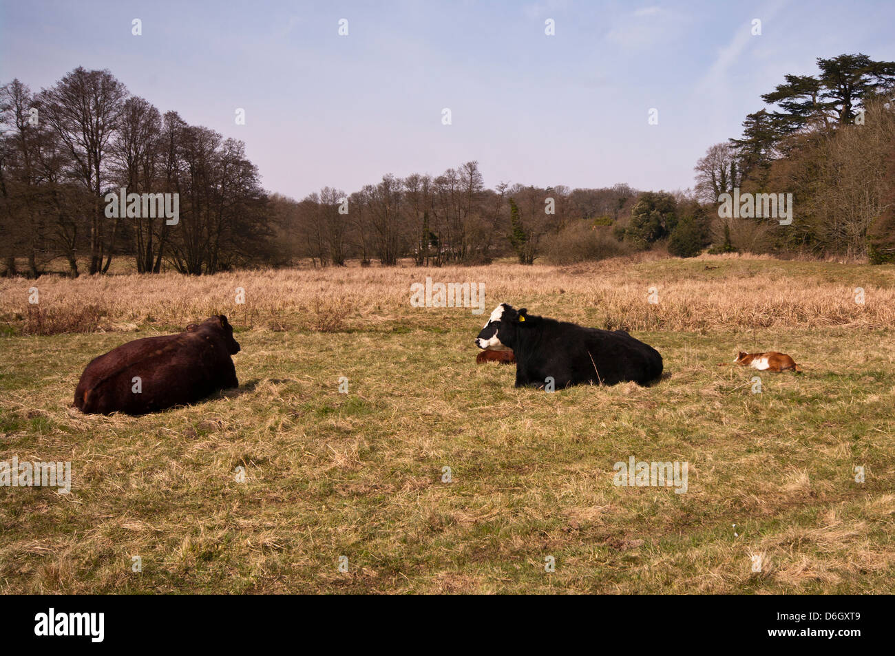 Cows Laying Down In A Field With Calves Stock Photo - Alamy