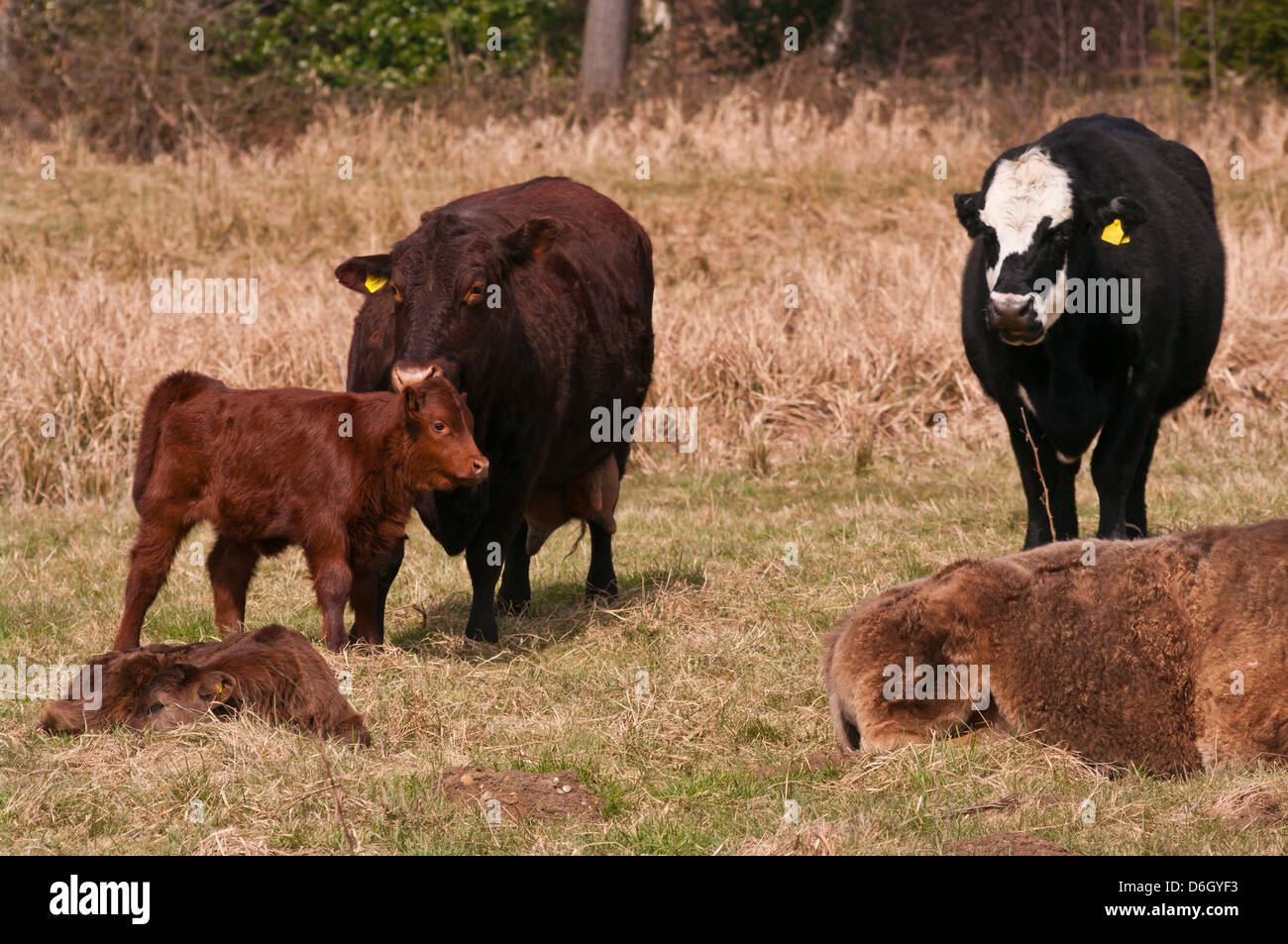 Cows With Their Calves In A Field Stock Photo Alamy