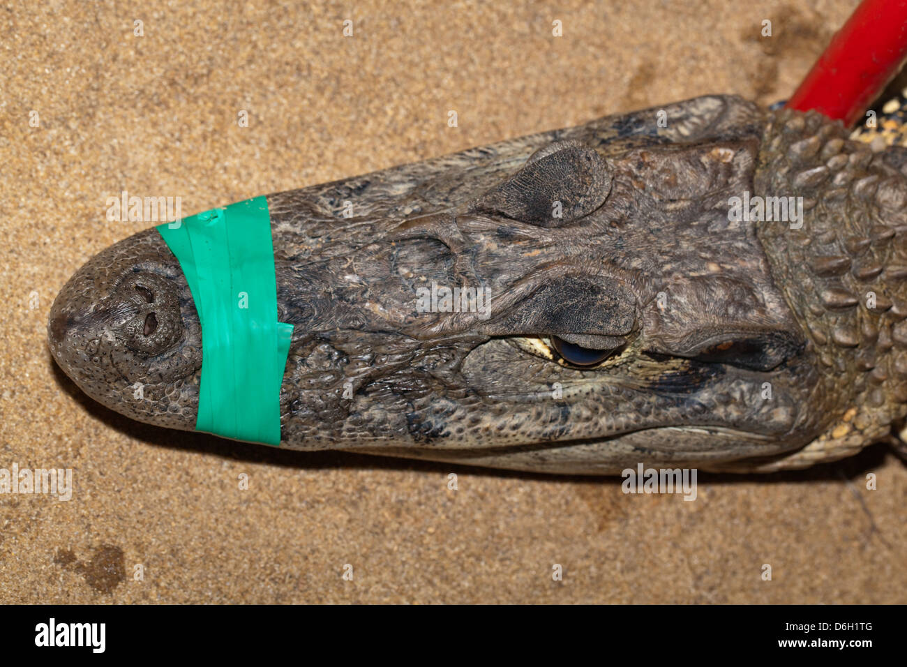 Black Caiman (Melanosuchus niger). Head. Jaws taped for safety of researcher whilst taking measurements. Stock Photo