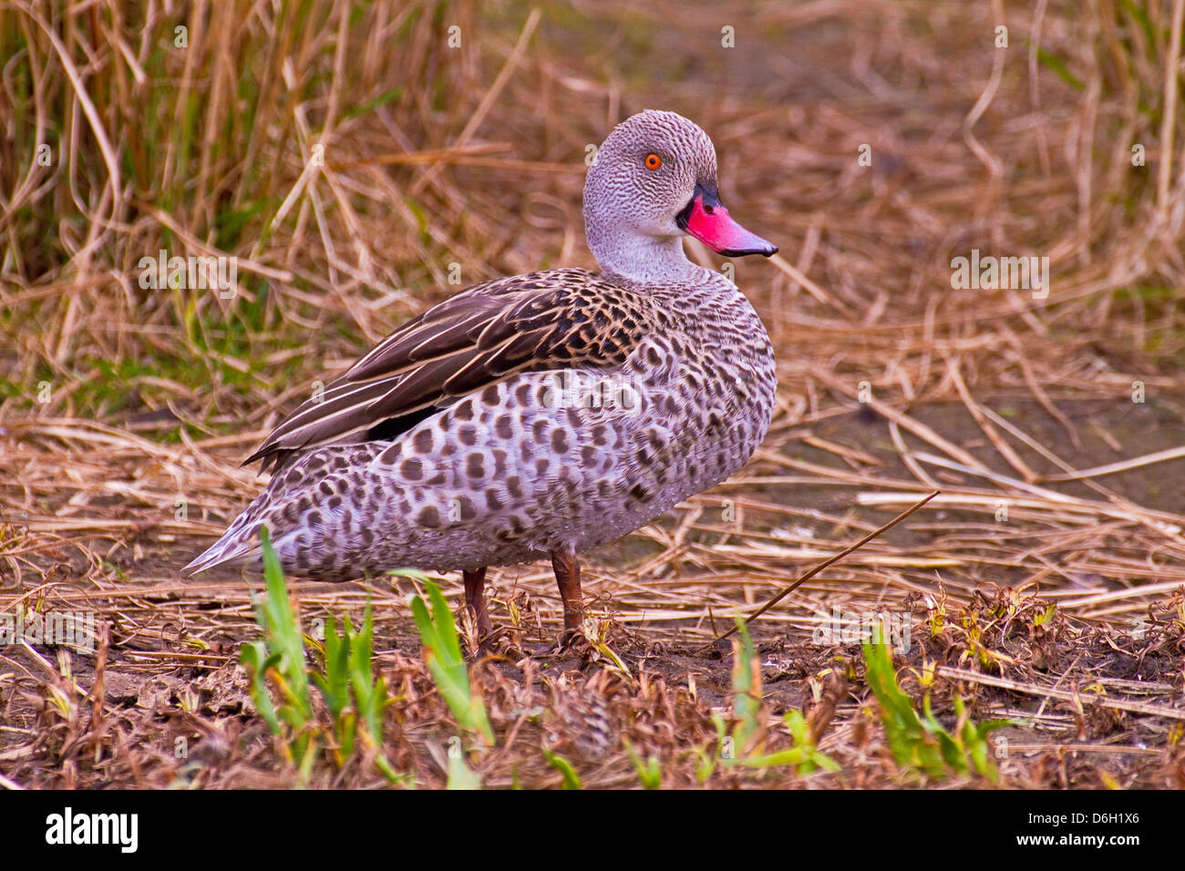 Male Cape Teal (Anas capensis) Sub-Saharan Africa March 2012 Stock Photo