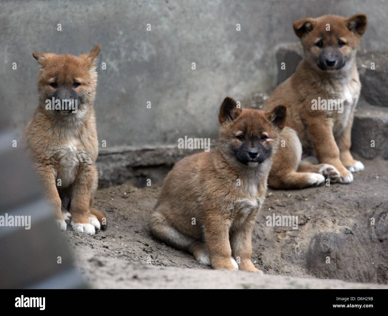 Dingo puppies sit in front of their den at Tierpark Berlin in Berlin-Friedrichsfelde, Germany, 28 February 2012. In total, four puppies were born on 03 January. Dingos are wild domestic dogs and are the only wild, non-marsupial predators in Australia. Photo: STEPHANIE PILICK Stock Photo