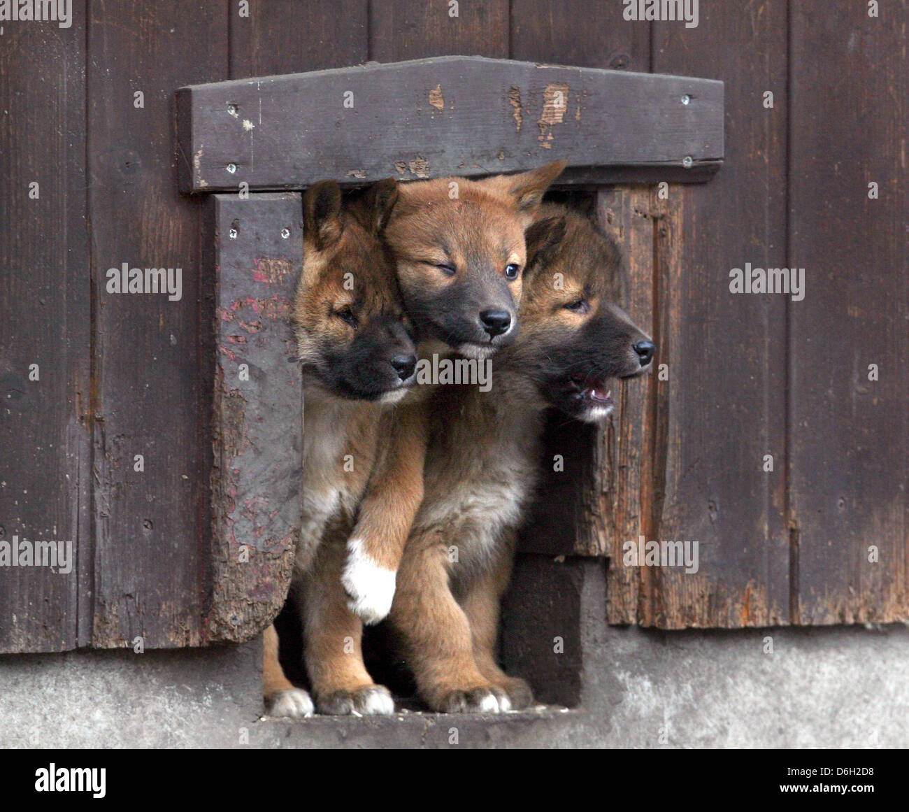 Two dingo puppies look out from their den at Tierpark Berlin in Berlin-Friedrichsfelde, Germany, 28 February 2012. In total, four puppies were born on 03 January. Dingos are wild domestic dogs and are the only wild, non-marsupial predators in Australia. Photo: STEPHANIE PILICK Stock Photo