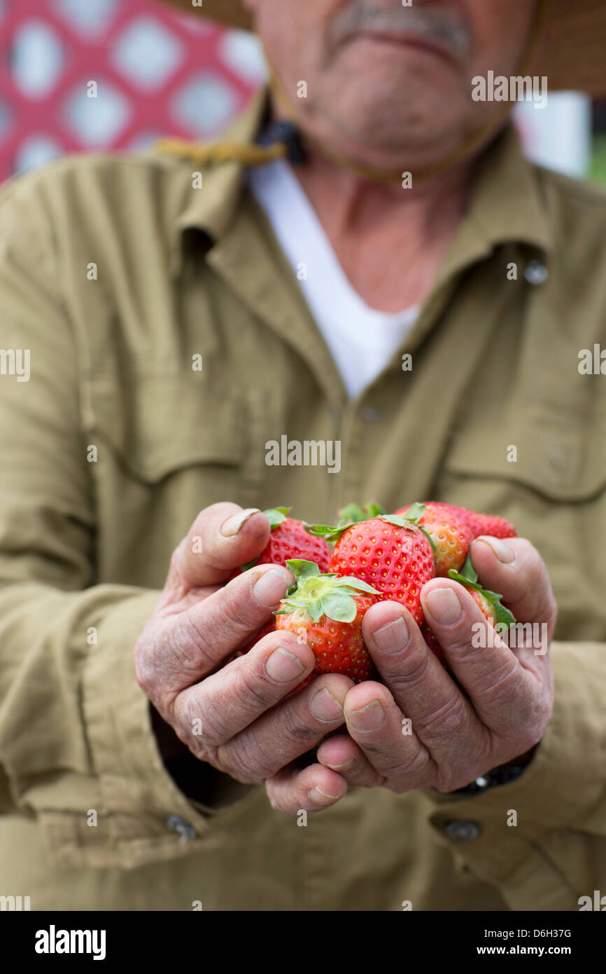 Man holding strawberries outdoors Stock Photo