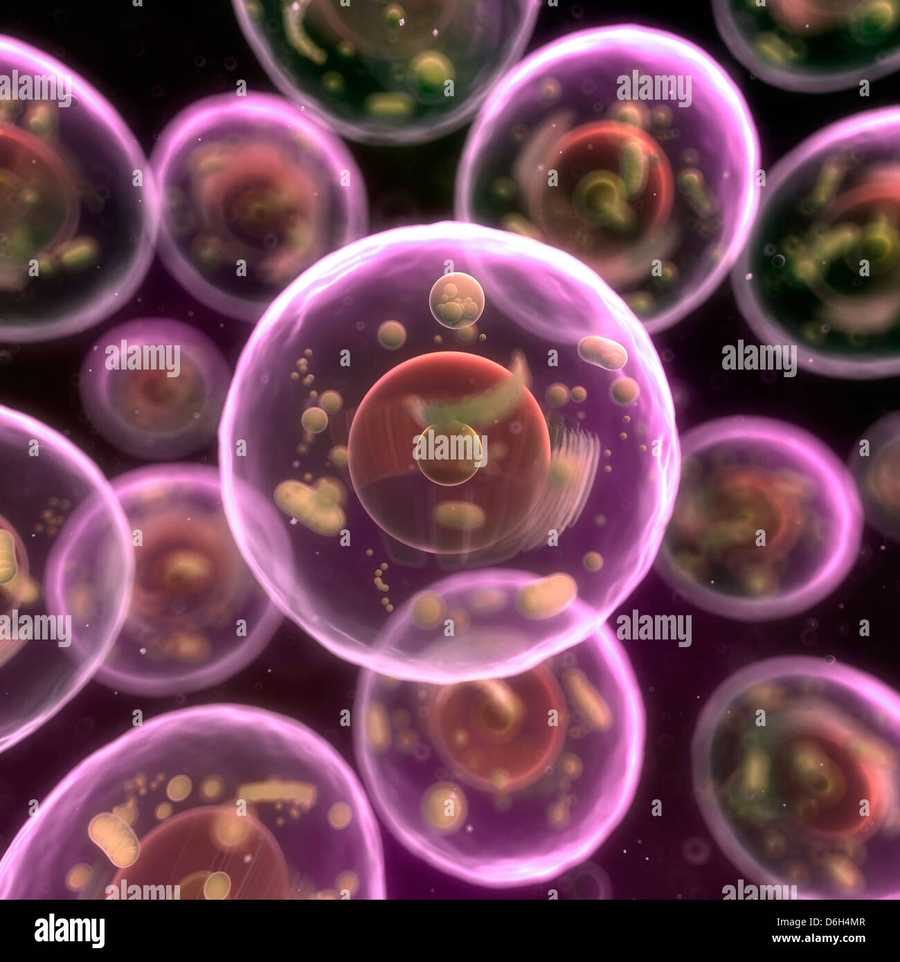 Animal cells, artwork Stock Photo - Alamy