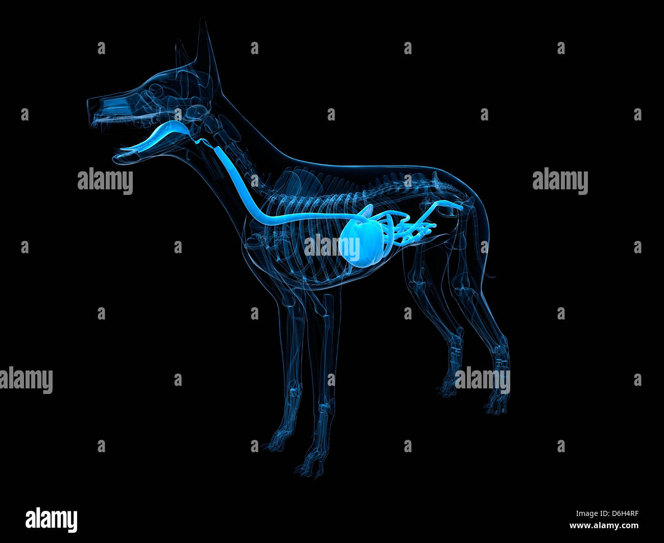 Dog digestive system, artwork Stock Photo Alamy