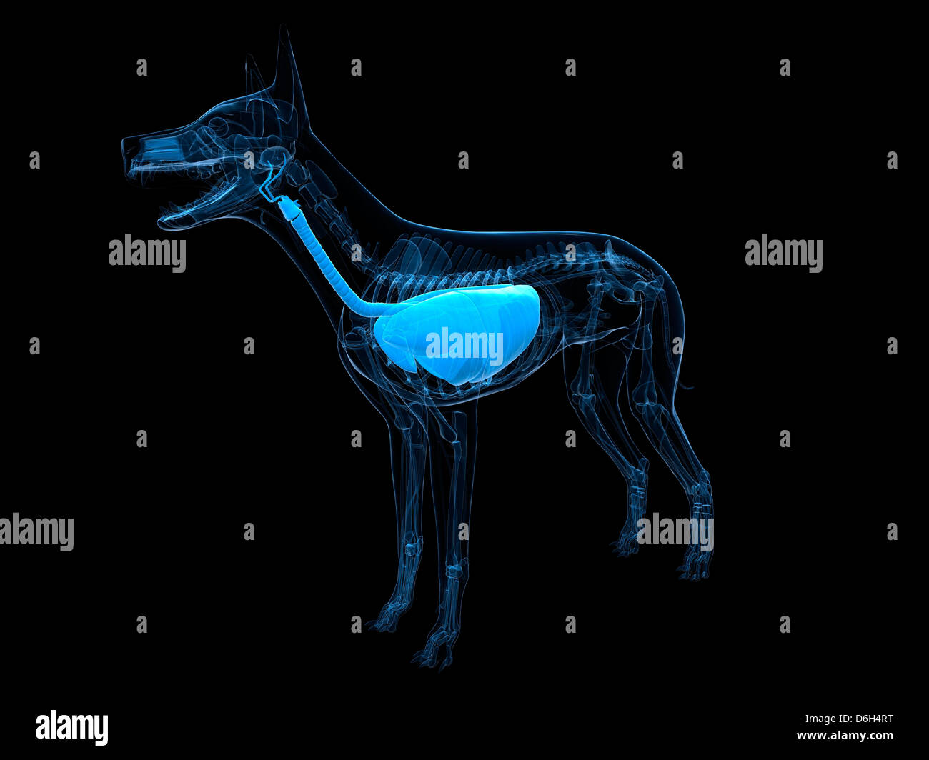 Can Dog Hair Cause Respiratory Problems