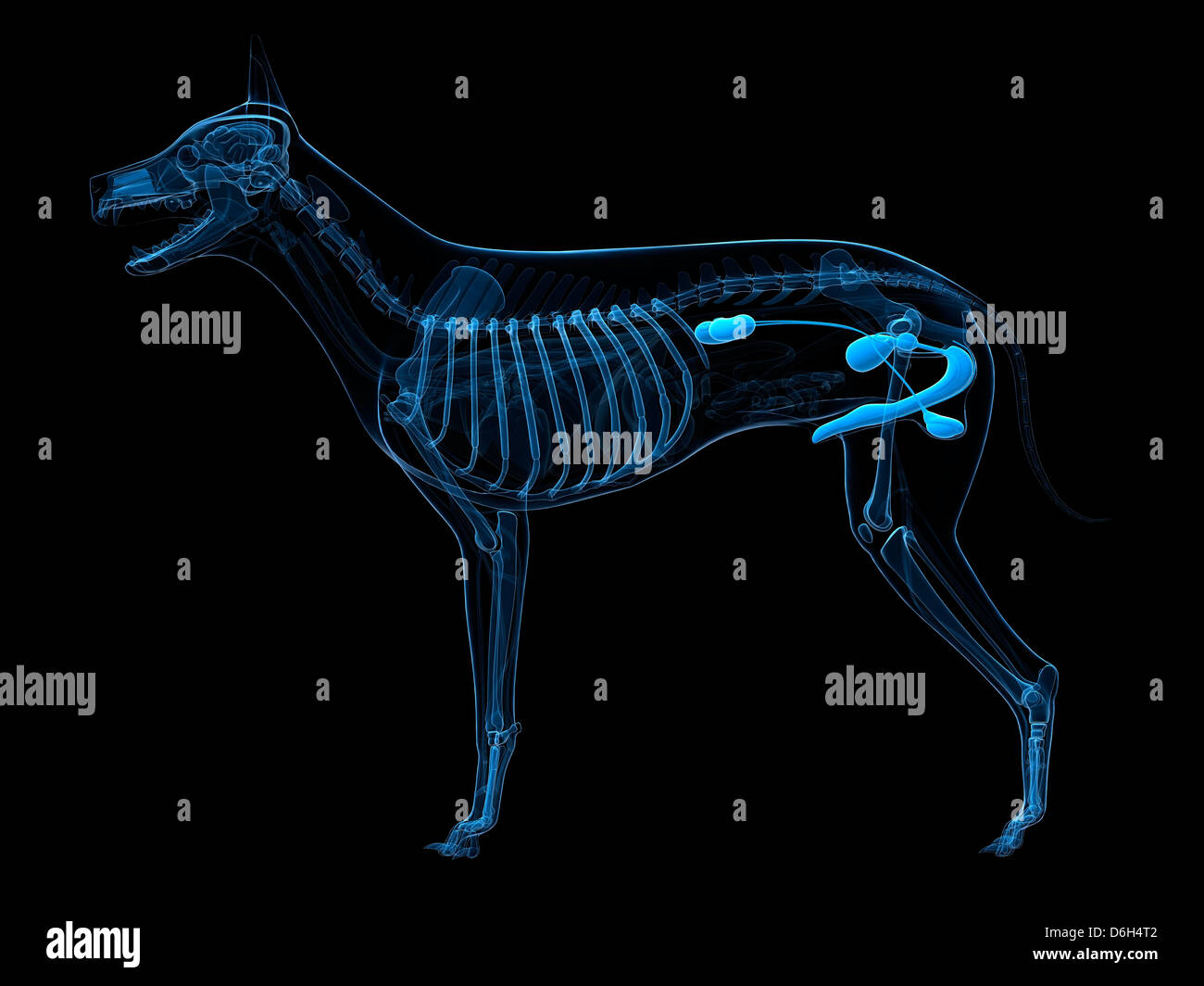 Dog urinary system, artwork Stock Photo