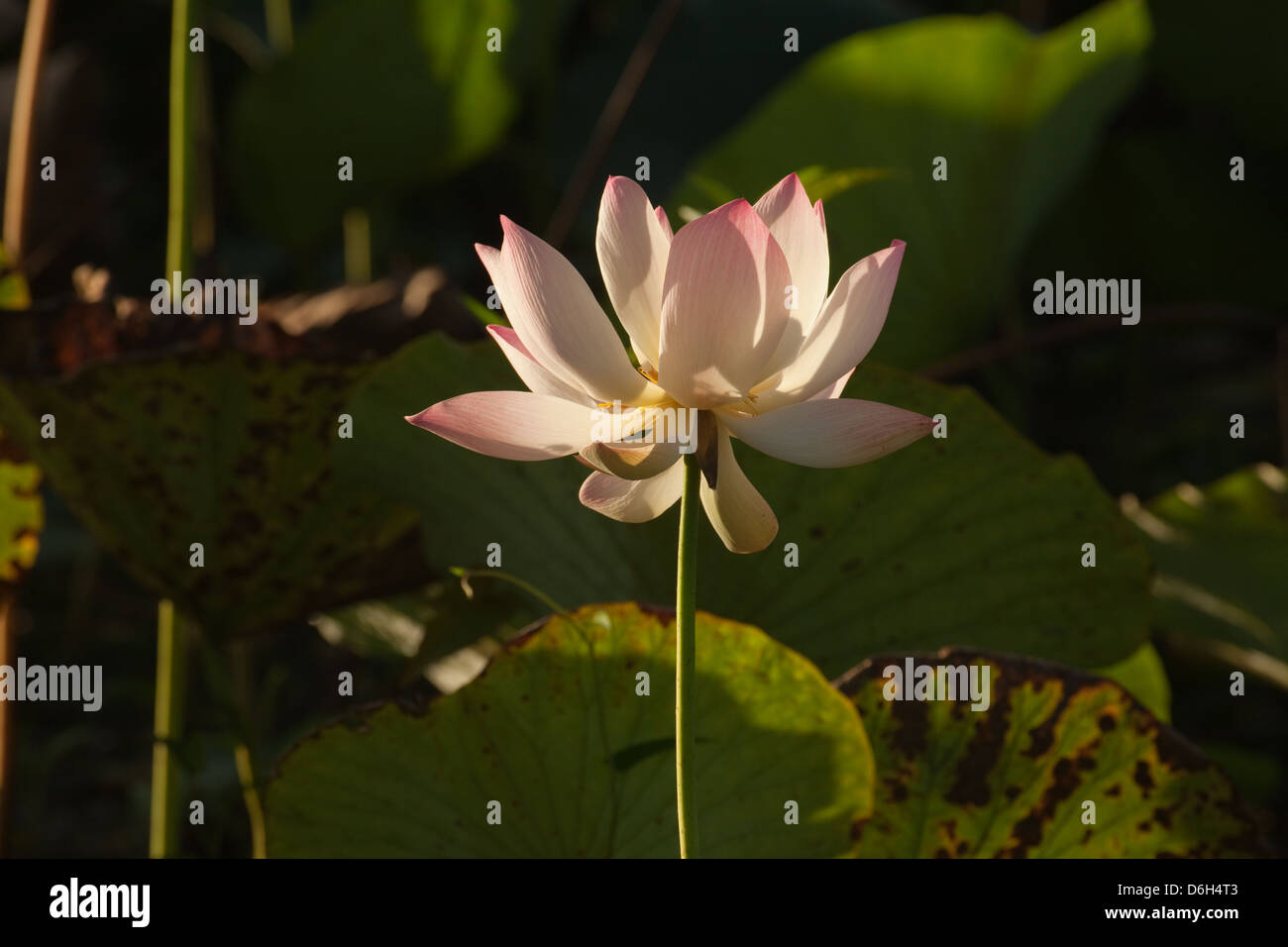 Lotus Flowers and seed heads. (Nelumbo nucifera). Here in the Botanic