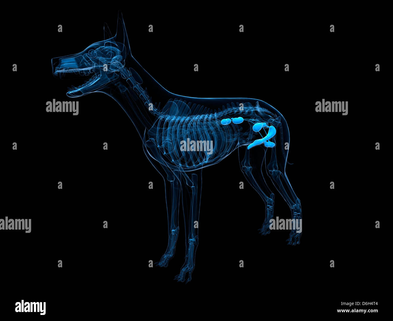 Dog urinary system, artwork Stock Photo