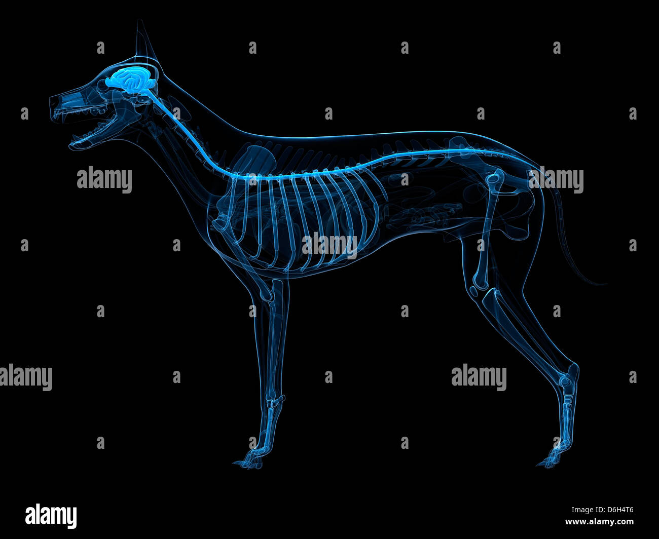 Dog central nervous system hi-res stock photography and images - Alamy