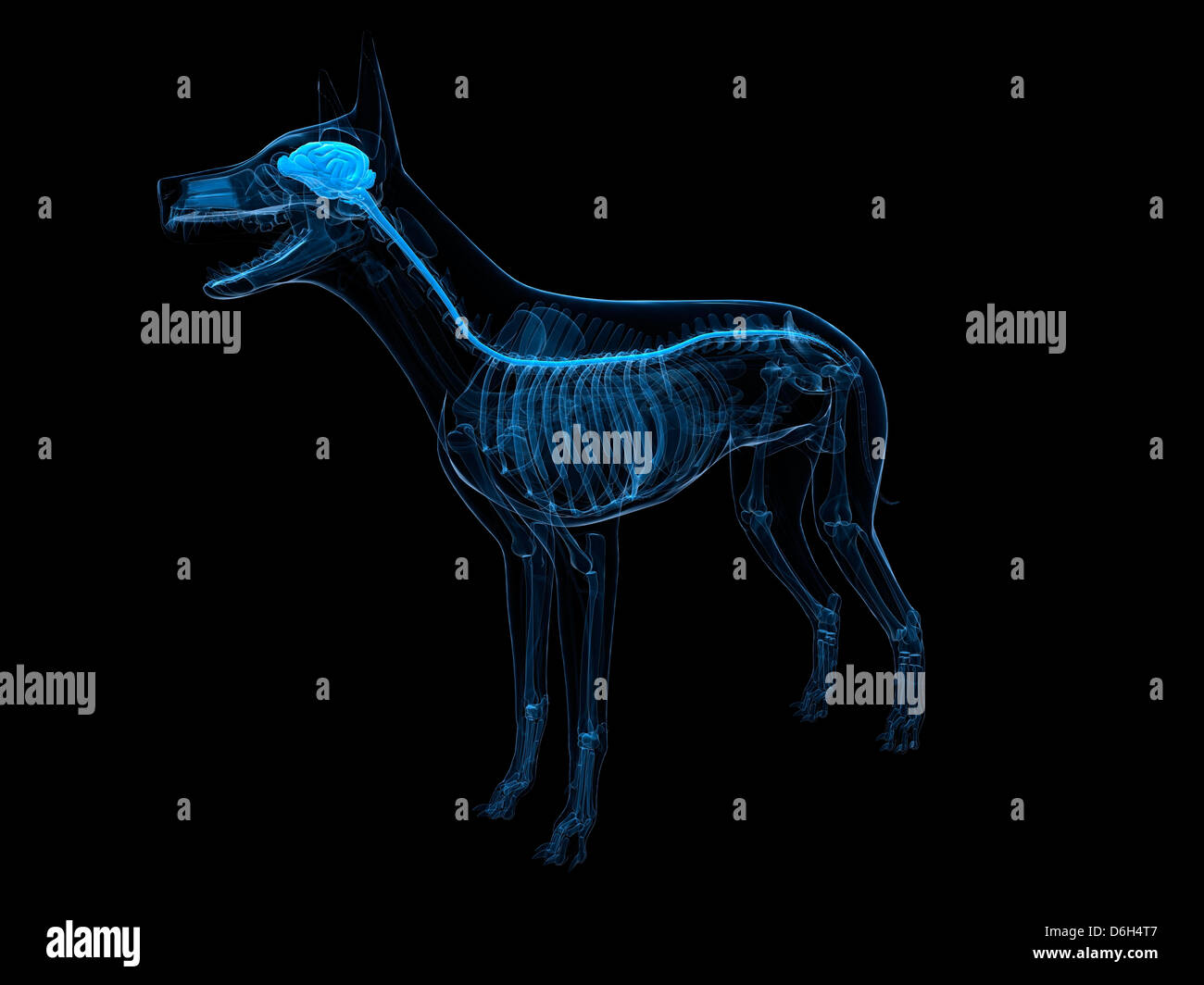 Dog central nervous system hi-res stock photography and images - Alamy