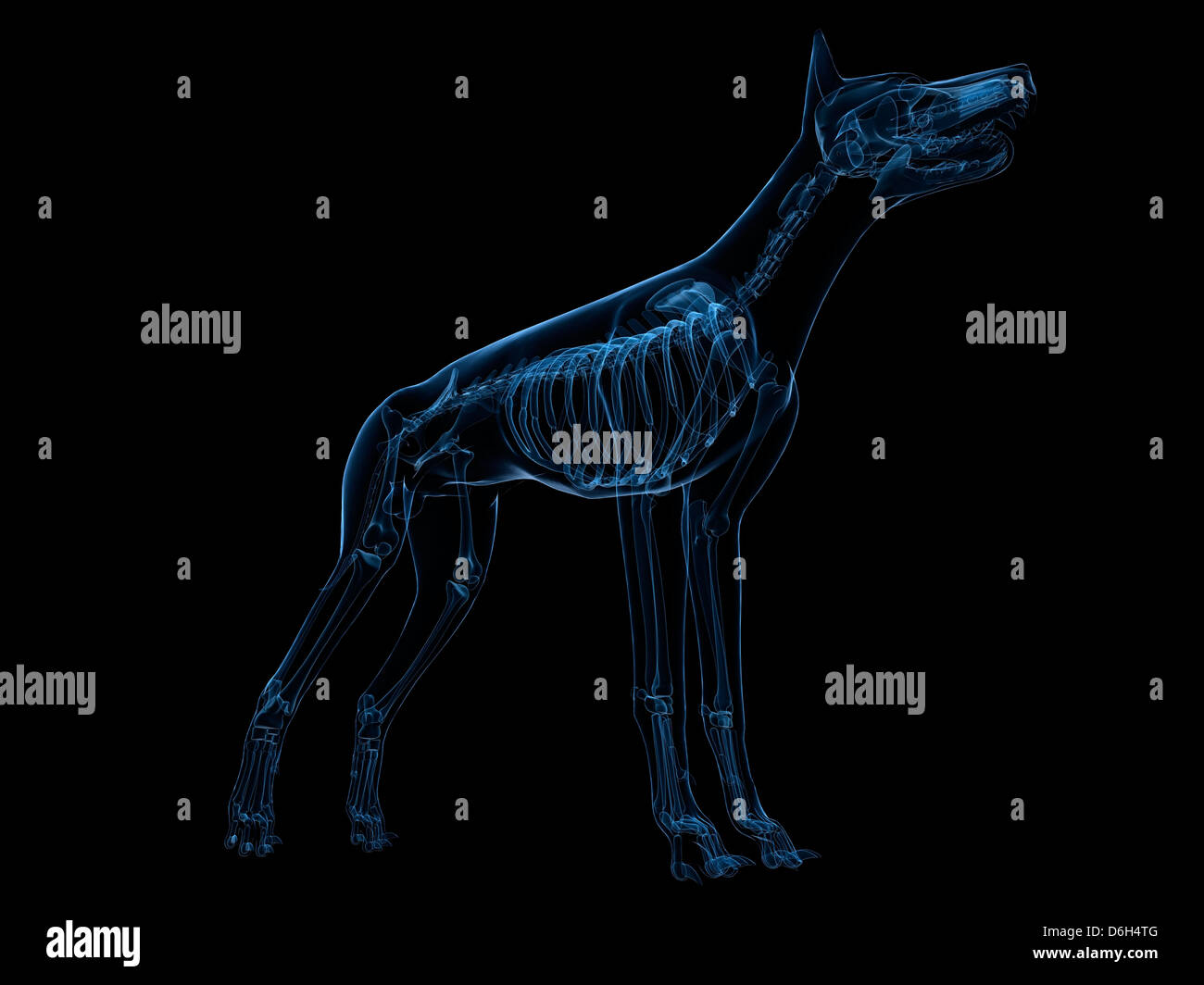 Dog Skeleton Stock Photos Dog Skeleton Stock Images Alamy