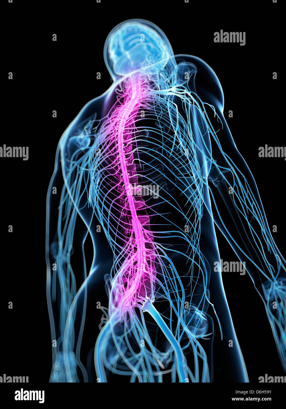 Healthy spinal cord, artwork Stock Photo