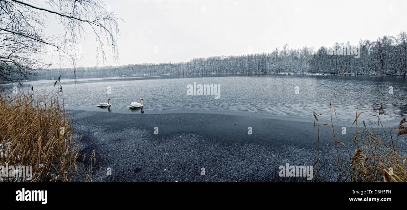 Swans floating on still rural lake Stock Photo