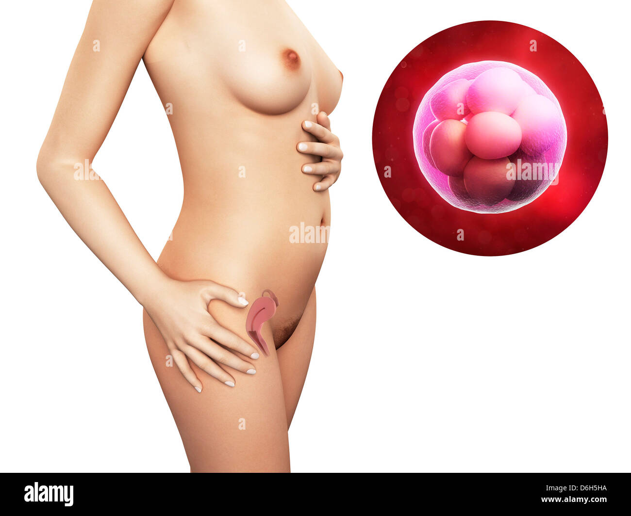 Pregnancy - morula embryo, artwork Stock Photo