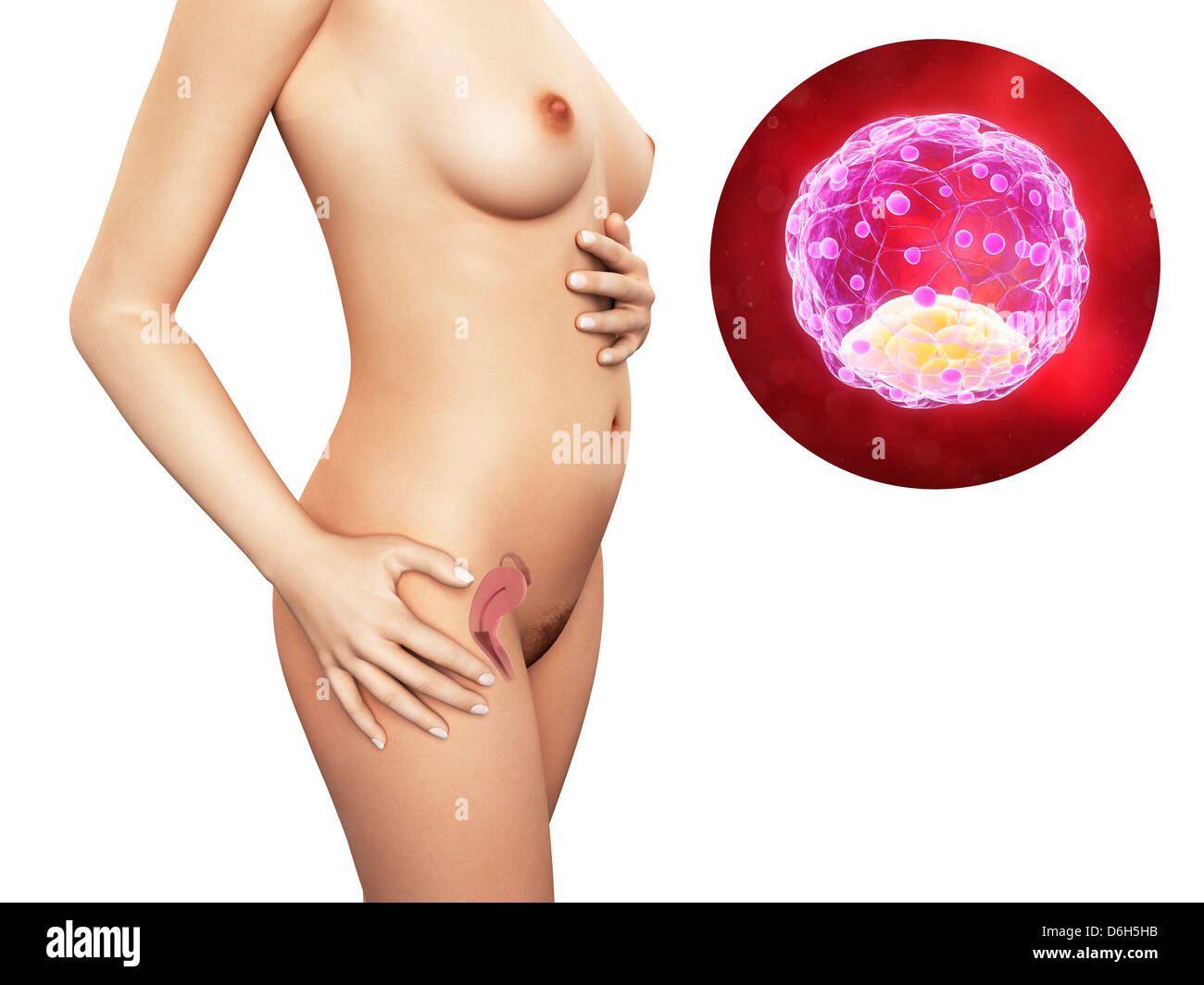 Pregnancy - blastocyst embryo, artwork Stock Photo